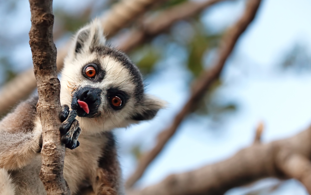 10 cose da sapere Madagascar